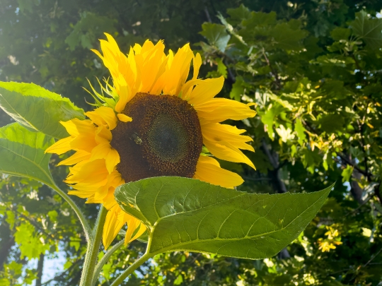 A large sunflower on a plantation