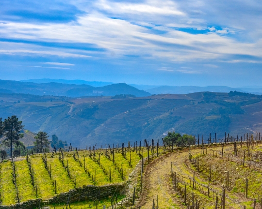 A vineyard and a landscape during the Winter season in the Douro