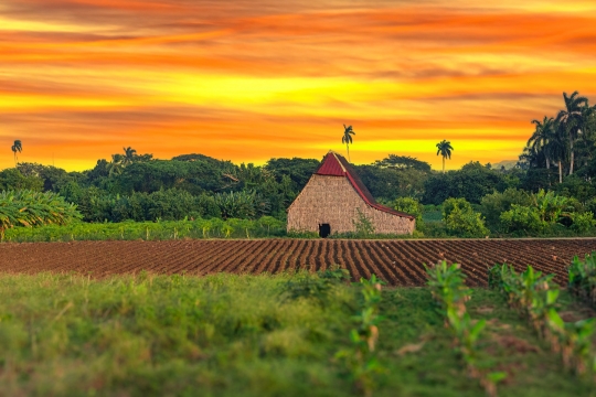 Agricultural field and building in Cuba