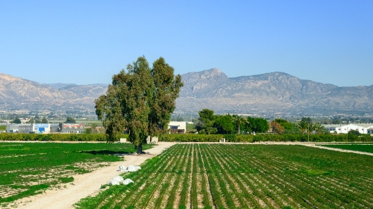 An agricultural field in Alicante province, Spain