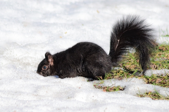 Baby Squirrel in Snow