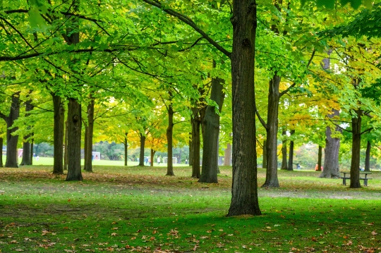 Beautiful tree area in High Park.