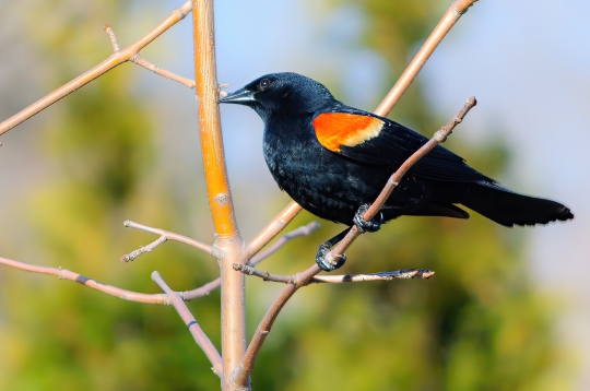 Black Winged Bird Branch