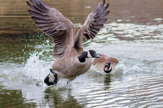 Canada Geese Fighting