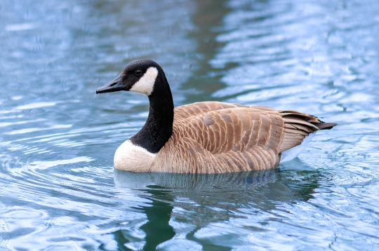 Canada Goose Bird