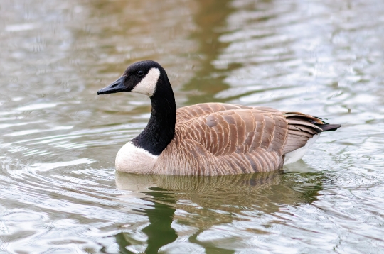 Canada Goose Bird Water