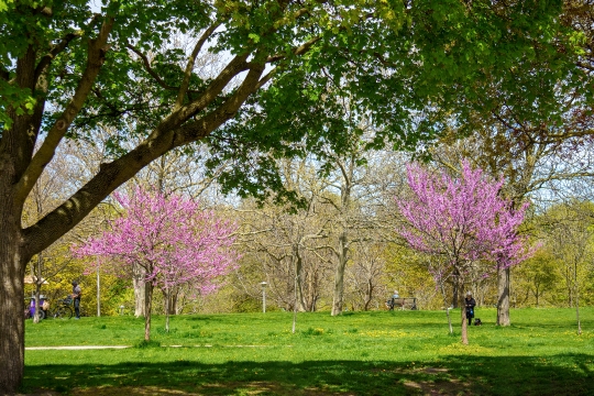 Christie Pits Public Park