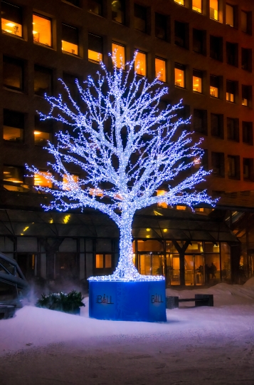 Christmas Tree in the Snow