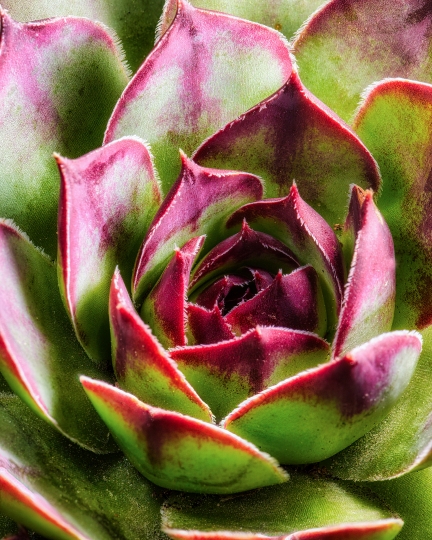 Close up of Common Houseleek