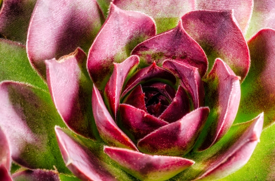 Close up of Common Houseleek