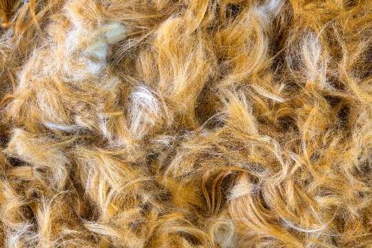 Close-up of Dog Hair