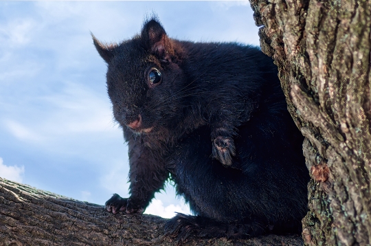 Cute Black Squirrel