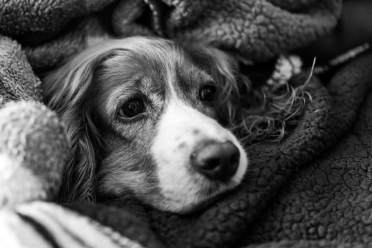 Cute dog wrapped in blanket or quilt