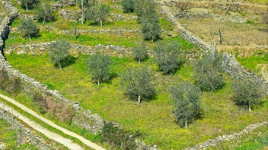 Douro Valley Agriculture