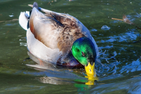 Drake Duck Drinking Water