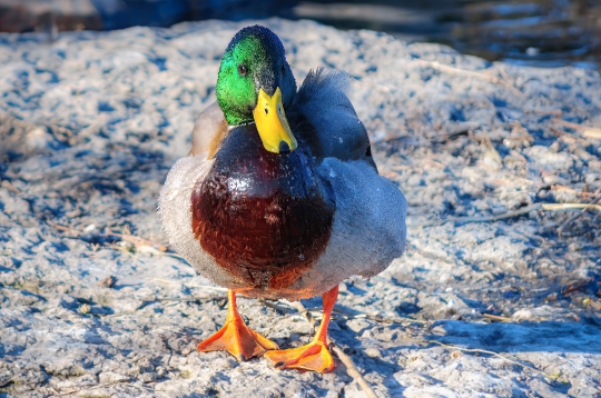 Drake Mallard Duck