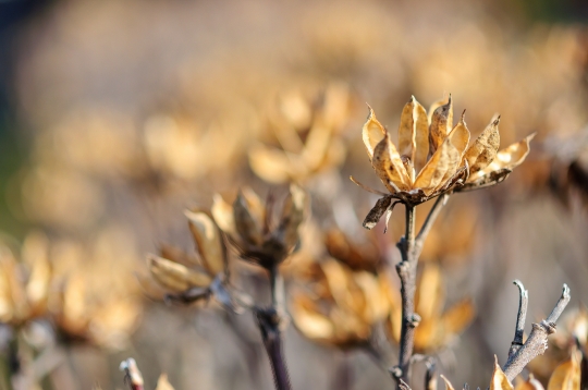 Dry plant with open pods