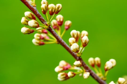 flower buds in a small tree