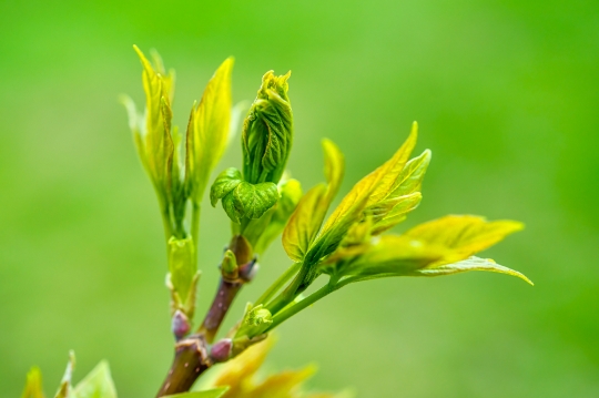 Fresh leaf sprout