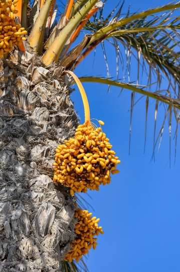 Fruit bunch in a palm, detail