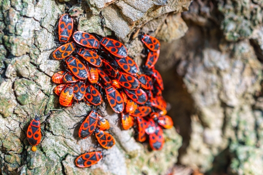 Group of firebugs (Pyrrhocoris apterus) on the bark of a tree.