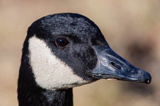 Head Canada Goose