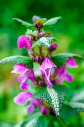 Lamioideae purple flowers