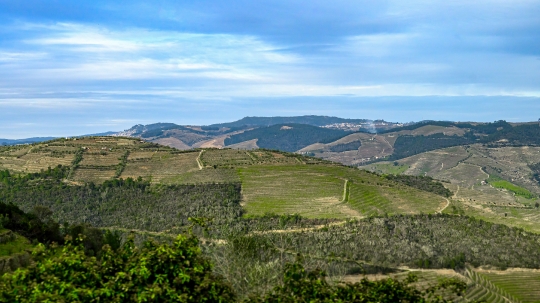 Landscape with agricultural fields of wineries on the mountain r