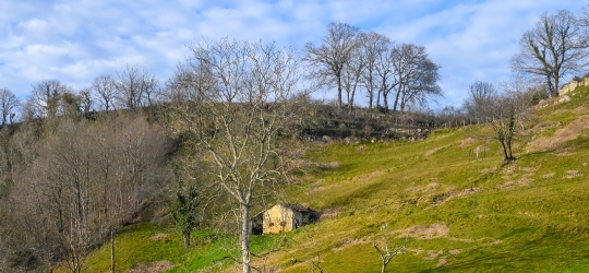 Leafless Trees in Farm