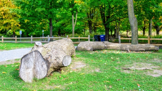 Logs from fallen trees serving as rustic benches, contributing t