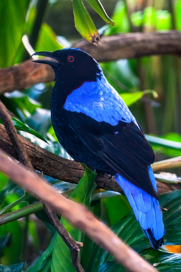 Male Asian Fairy Bluebird