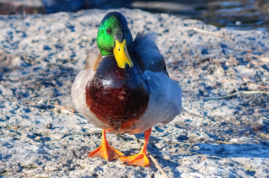 Mallard Duck Drake