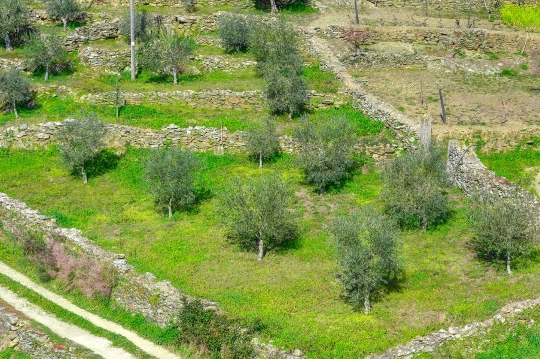 Olive trees on the slope of a hill in the Douro Valley. Portugal