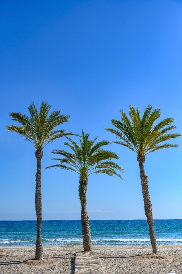 Palm tree in the sand of San Juan Beach in Alicante, Spain