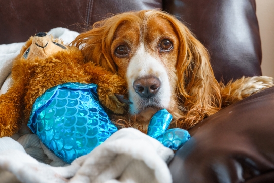 Pampered dog lying on a sofa with a toy.