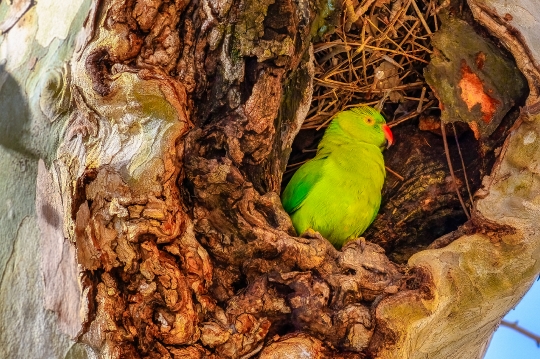 Parrot Bird in Tree Trunk