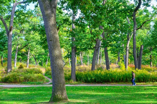 People walking in a wooded area of High Park, a famous location 