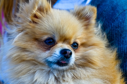 Pomeranian Dog