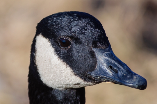 Portrait Canada Goose