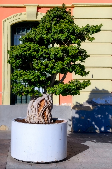 Potted Bonsai Tree