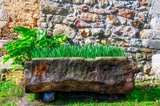 Potted plants in garden, Cofino, Asturias, Spain