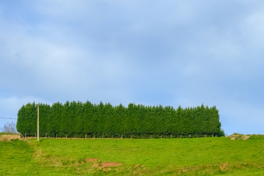 Rectangle Shaped Tree Area in Asturias