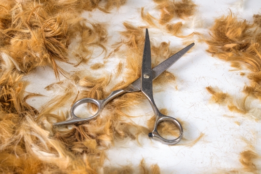 Scissors and Dog Hair