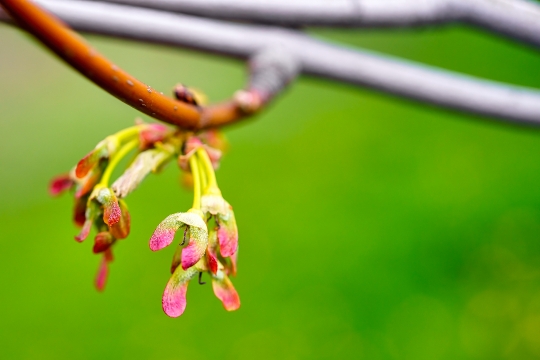 Silver Maple or Acer saccharinum