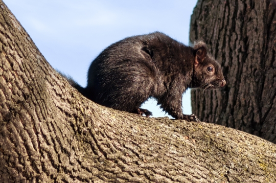 Squirrel Rodent in Tree