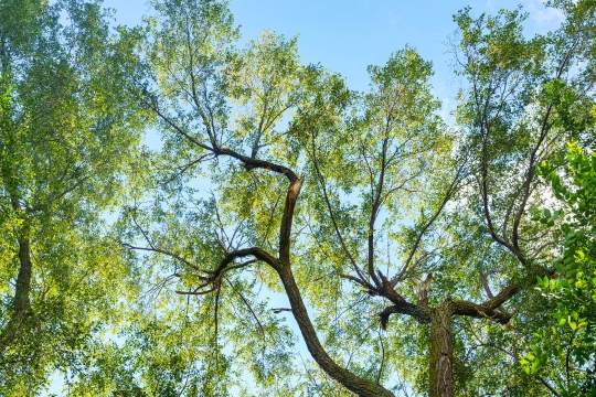 Tall tree branches and leaves against a blue sky.