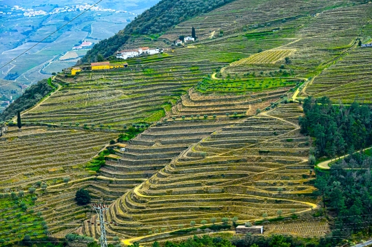 Terraced agricultural fields in a winery farm in the Douro Valle