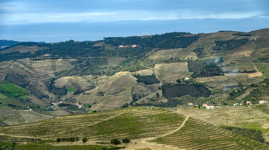 Terraced agricultural land on the hills of the famous place in t