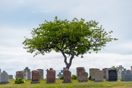 Tree amid tombstones in cemetery