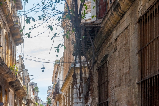 Tree Growing In Facade